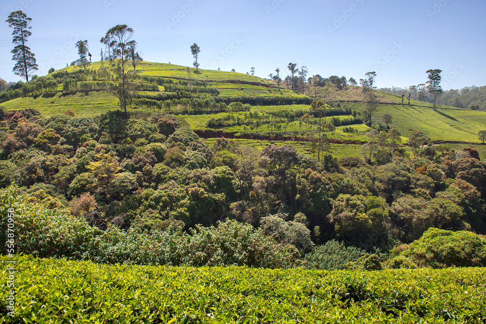 Obraz premium Tea plantation in Nuwara Eliya, Sri Lanka.