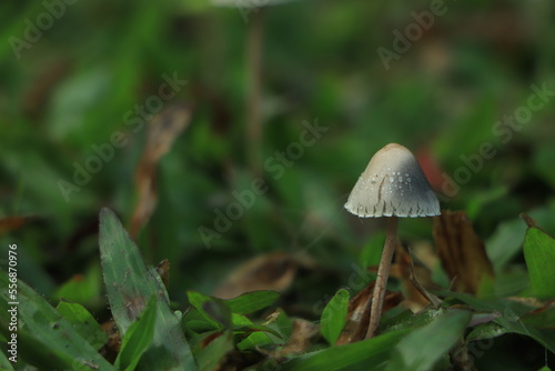 Poisonous mushroom growing on green grass