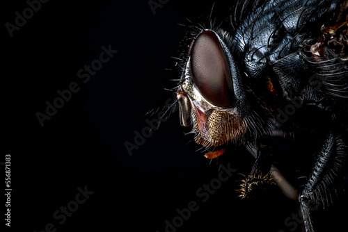 Macro portrait of fly diptera close up with bkack background © Nikolay Dimitrov