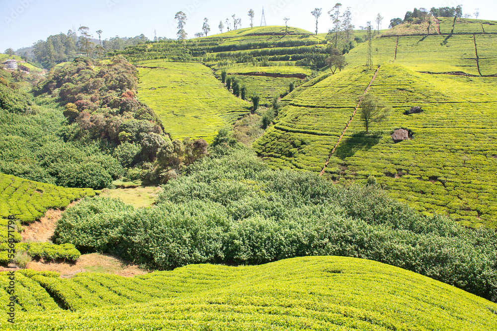 Fototapeta premium Tea plantation in Nuwara Eliya, Sri Lanka.