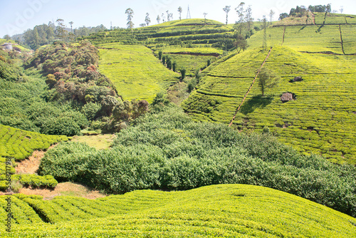 Tea plantation in Nuwara Eliya, Sri Lanka.