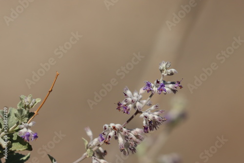 Purple flowering cymose head inflorescences of Condea Emoryi, Lamiaceae, native monoclinous deciduous shrub in the Borrego Valley Desert, Autumn.