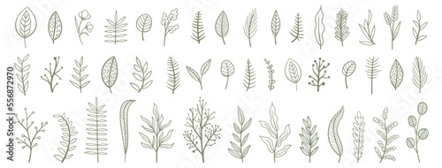 Set collection plants flowers and leaves hand drawn vector. Drawing beautiful creeper leaves, decorative set with flowers and leafs