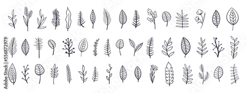 Set collection plants flowers and leaves hand drawn vector. Drawing beautiful creeper leaves, decorative set with flowers and leafs