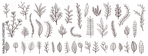 Set collection plants flowers and leaves hand draw vector. Drawing beautiful creeper leaves, decorative set with flowers and leafs