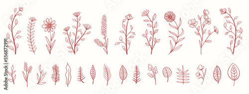 Set collection plants flowers and leaves hand drawn vector. Drawing beautiful creeper leaves, decorative set with flowers and leafs