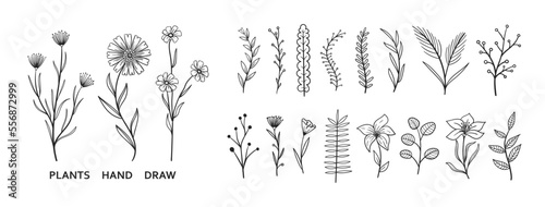 Set collection plants flowers and leaves hand drawn vector. Drawing beautiful creeper leaves, decorative set with flowers and leafs