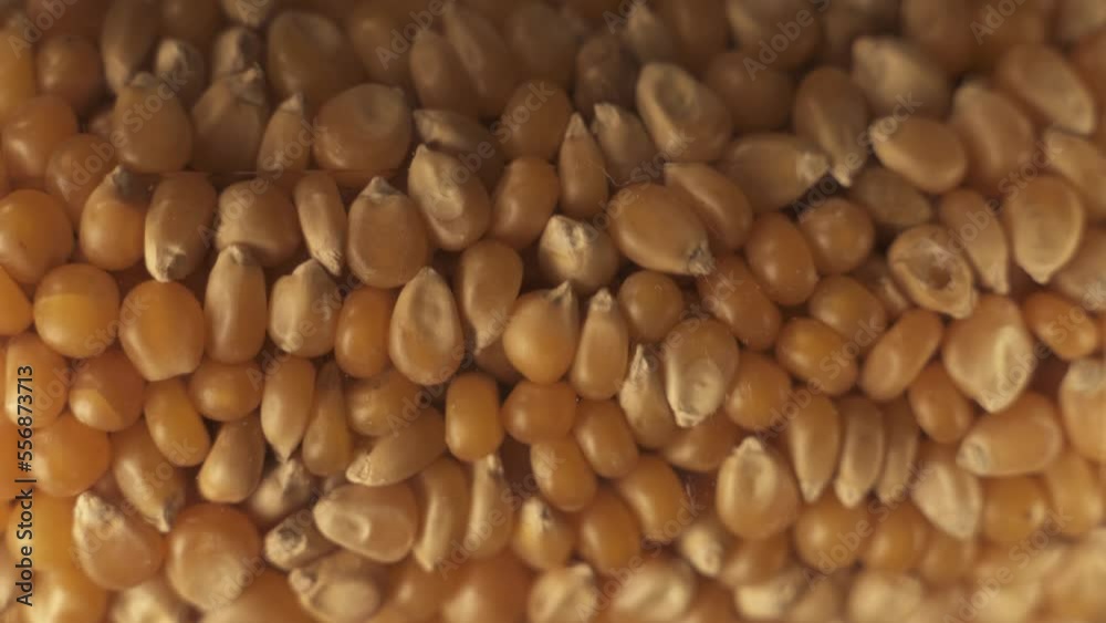 Close Up Of Corn Kernels On Turntable Platform