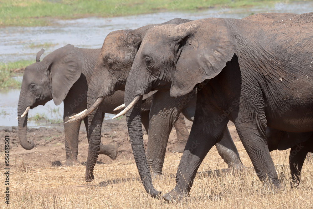 Obraz premium African Elephants in Tarangire National Park, Tanzania