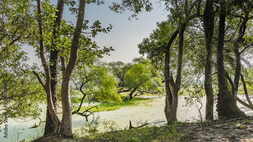 Trees and green grass grow on small islands in a swampy area. Trunks and branches against the blue sky. India. Keoladeo Bird Sanctuary. Bharatpur Trees and green grass grow on small islands in a swampy area. Trunks and branches against the blue sky. India. Keoladeo Bird Sanctuary. Bharatpur