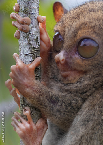 close up of a tarsier photo