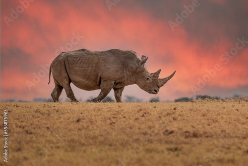 White rhinoceros  Ceratotherium simum  with calf in natural habitat  South Africa