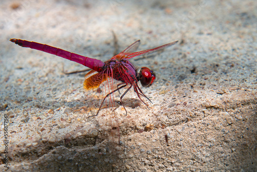 A male red groundling ( Brachythemis lacustris ) is a lively and showy community inhabitant of streams and lakes in Pai, Mae Hong Soon, North Thailand
 photo