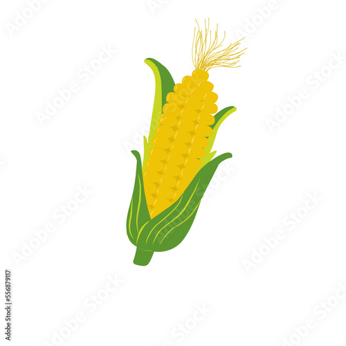 Corn cobs vector cartoon flat icon of sweet vegetable Isolated of white background, illustration of corn fruit