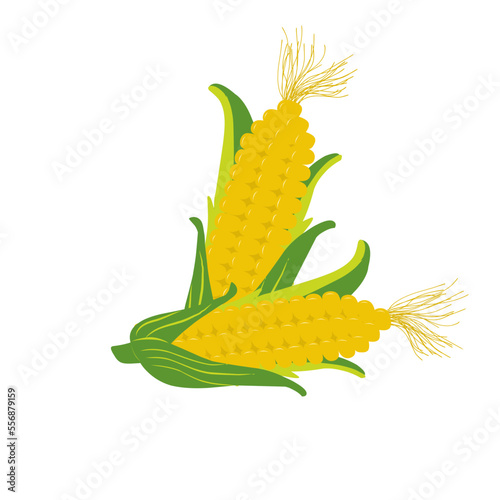 Corn cobs vector cartoon flat icon of sweet vegetable Isolated of white background, illustration of corn fruit
