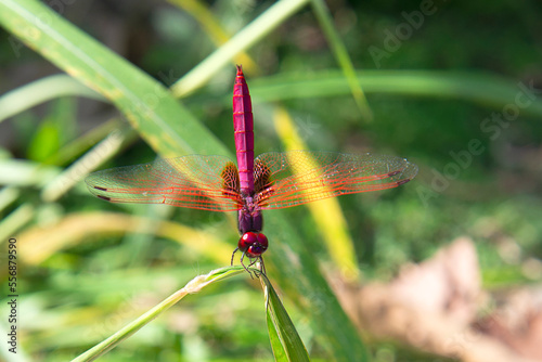 Εκτύπωση καμβά A male red groundling ( Brachythemis lacustris ) is a lively and showy community