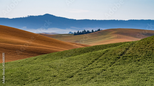 Vászonkép landscape scenes in palouse washington