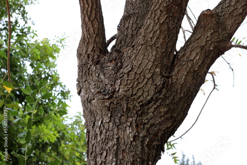 Thick trunk of a tall tree in a city par