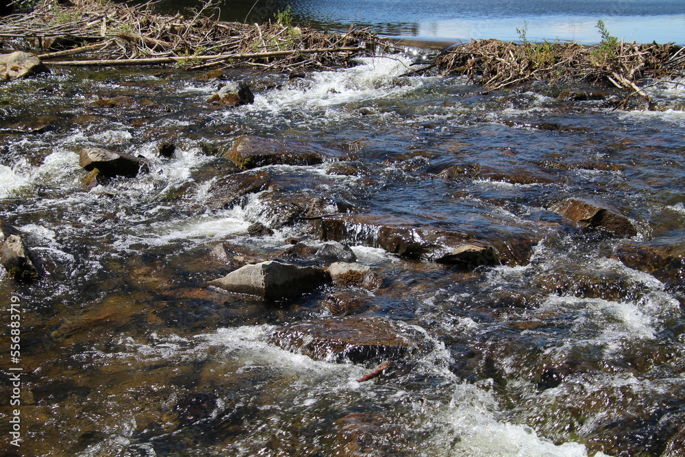 Flow over beaver dam, Nordegg, Alberta