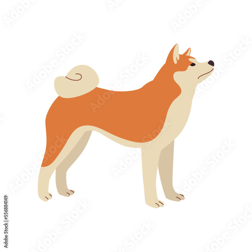 Cute comic shiba inu standing sideways vector illustration. Dog cartoon character standing, symbol of 2018 isolated on white background. Pets or domestic animals, New Year concept