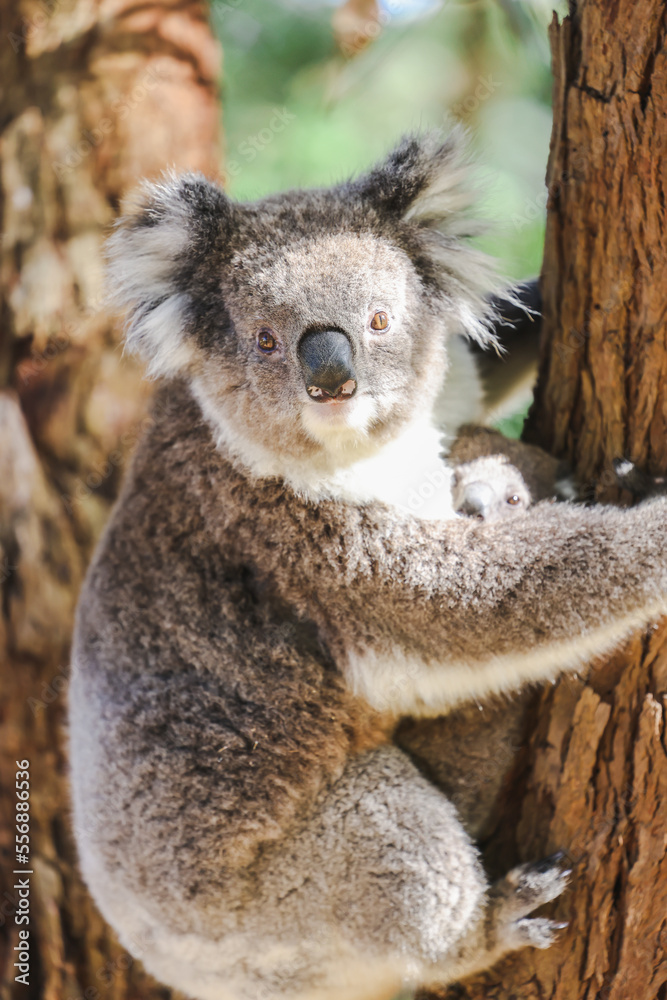 Obraz premium Mother and baby koala climbing Australian eucalypt tree