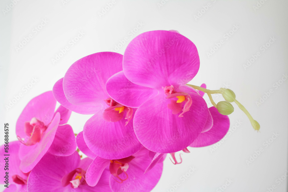 a Beautiful Orchid Flower in White Background a Beautiful Orchid Flower in White Background