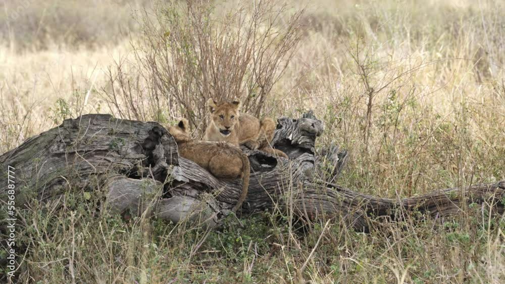 Lion cubs sits and play on broken wood in savannah, Africa, 2022
Medium shot of lion cub wildlife, Africa savanna,2022
Lion cubs sits and play on broken wood in savannah, Africa, 2022
Medium shot of lion cub wildlife, Africa savanna,2022