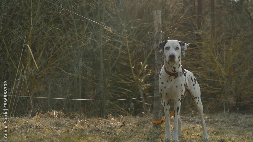 Dalmatian puppy is standing on the meadow and looking at the camera. Dog photography.