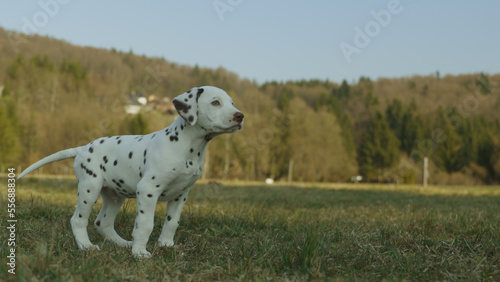 A puppy of the Dalmatian breed stands on the meadow at sunset. Dog photography.