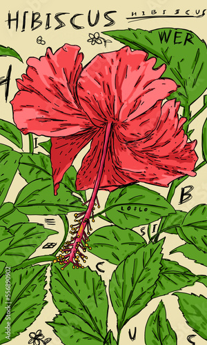 red and green leaves of hibuscus flower beauty and artsy photo
