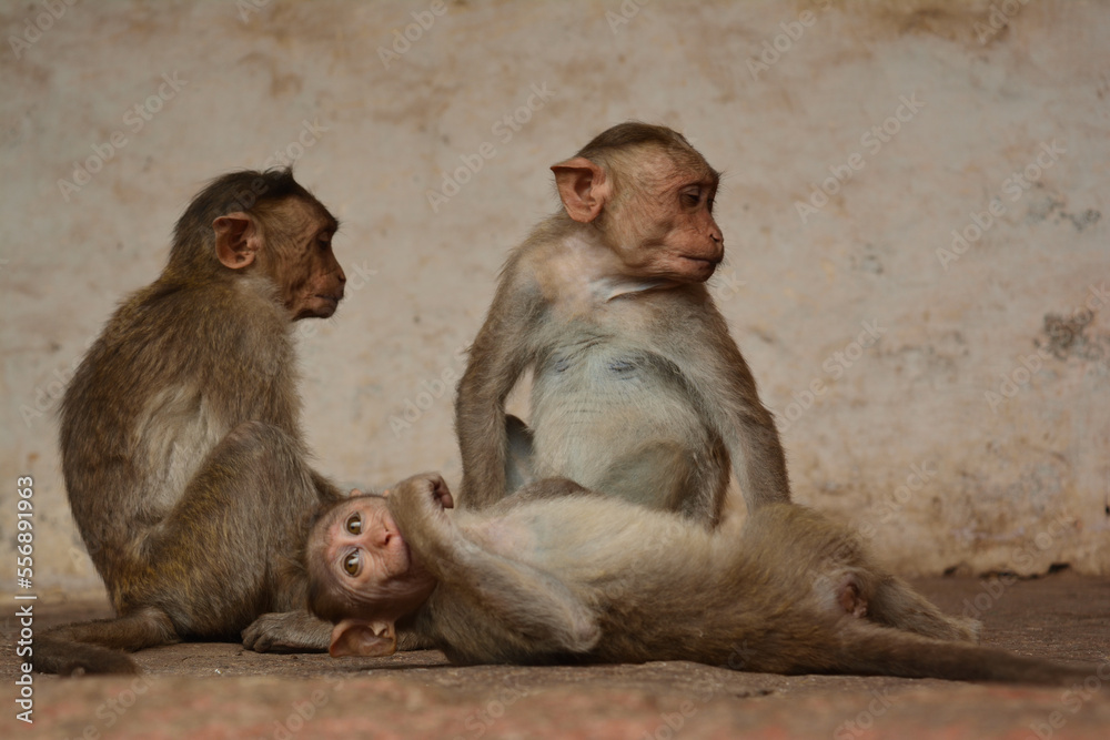 Family of Monkeys cuddling together