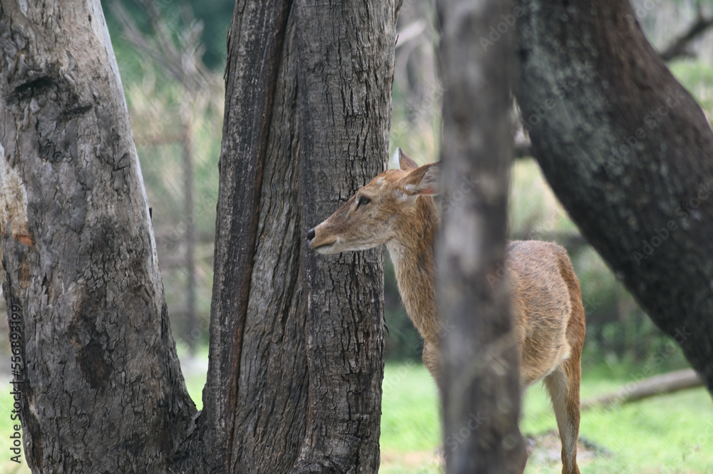 Sangai or Thamin deer standing near a tree. Sangai or Thamin deer standing near a tree.