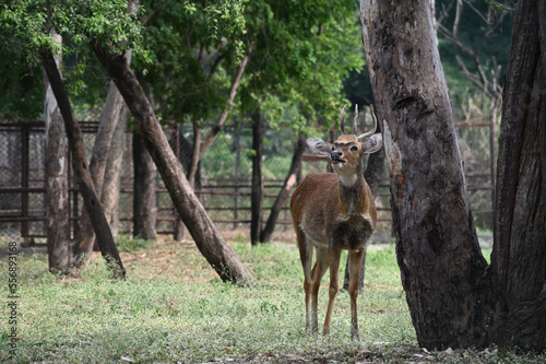 Sangai or Thamin deer standing near a tree.