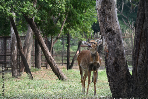 Sangai or Thamin deer standing near a tree. photo