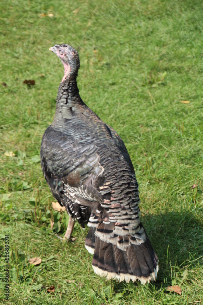 Turkey On The Grass, Fort Edmonton Park, Edmonton, Alberta Turkey On The Grass, Fort Edmonton Park, Edmonton, Alberta