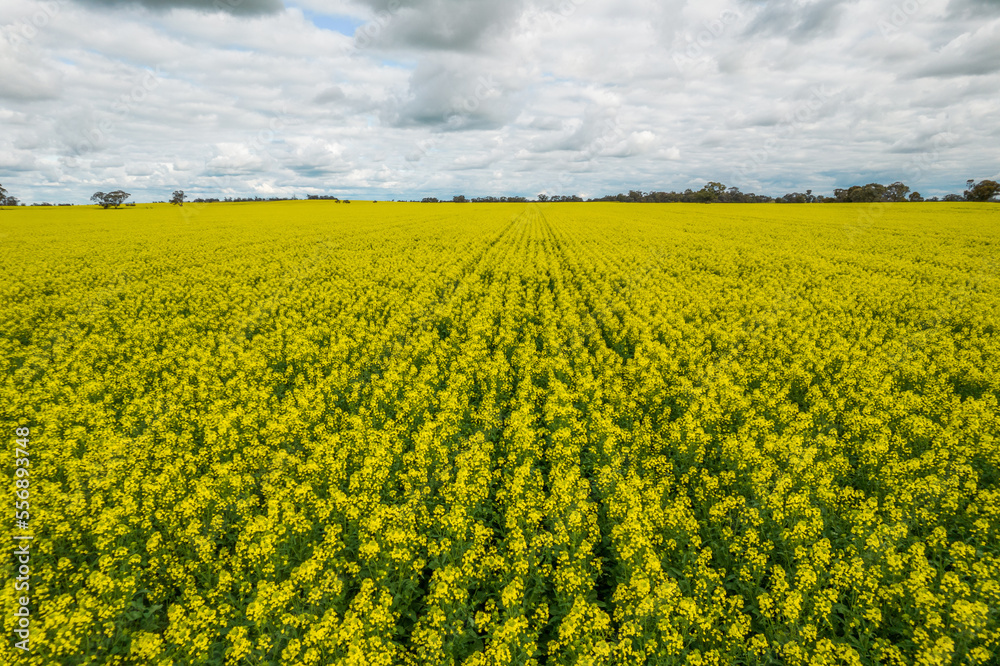 close up shot of a big canola paddock with yellow flowers on a cloudy day