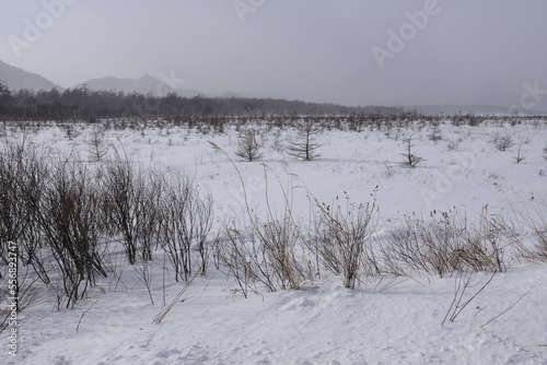 冬の戦場ヶ原 © ニコプロ