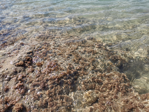 The shore of the Mediterranean Sea, under the clear water, spherical brown plants are visible.