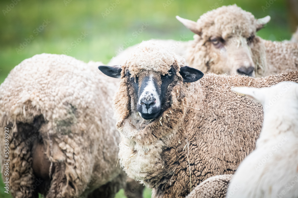 White sheep looking at camera amongst a flock of sheep White sheep looking at camera amongst a flock of sheep
