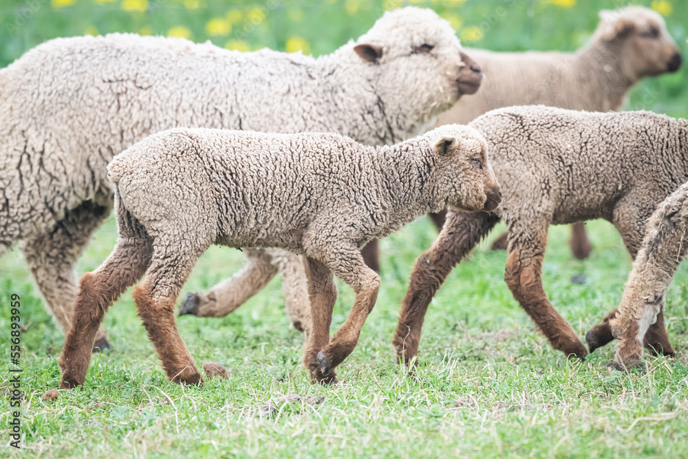 Brown lamb walking amongst flock of sheep Brown lamb walking amongst flock of sheep