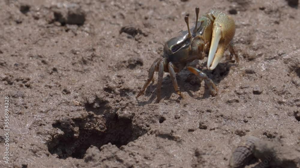 Fiddler Crab (Uca sp.) in the Mud in Mangrove Forest Near Burrow - Close Up Fiddler Crab (Uca sp.) in the Mud in Mangrove Forest Near Burrow - Close Up