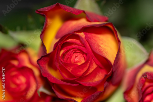 Mixed colored rose, photo made with flashlight