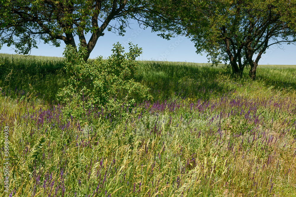 Wild landscape with wildflowers and trees, Ukraine. Wild landscape with wildflowers and trees, Ukraine.