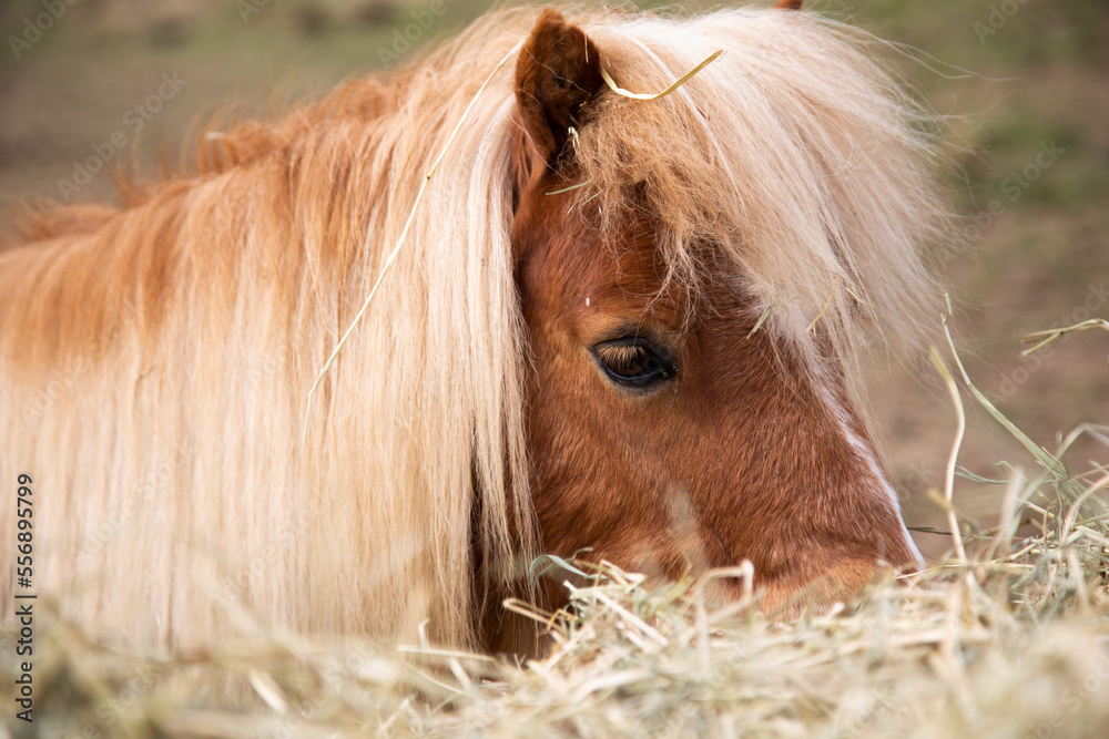 Obraz premium Pony im Stroh