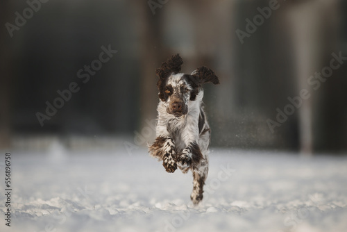 Fototapeta Naklejka Na Ścianę i Meble -  english springer spaniel portrait in the winter . dog outdoors in the snow
