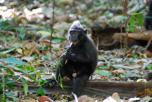 Close-up of young celebes crested macaque monkey, Macaca nigra, eating on a green branch, Tangkoko Batuangus Nature Reserve, Northern Sulawesi, Indonesia photo