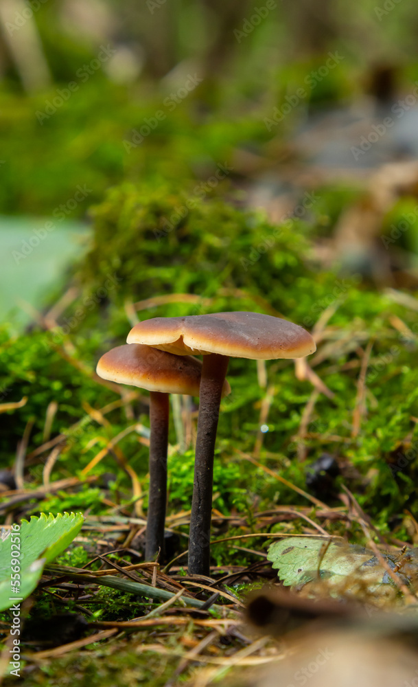 A wild mushroom known as the Winter Mushroom or the Velvet Shank. Botanical name Flammulina velutipes. Mushroom naturally lit with natural moss surrounding it A wild mushroom known as the Winter Mushroom or the Velvet Shank. Botanical name Flammulina velutipes. Mushroom naturally lit with natural moss surrounding it