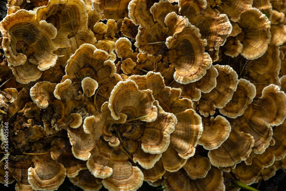 Gloeophyllum sepiarium mushroom on the tree into the forest. Rusty gilled polypore Gloeophyllum sepiarium mushroom on the tree into the forest. Rusty gilled polypore