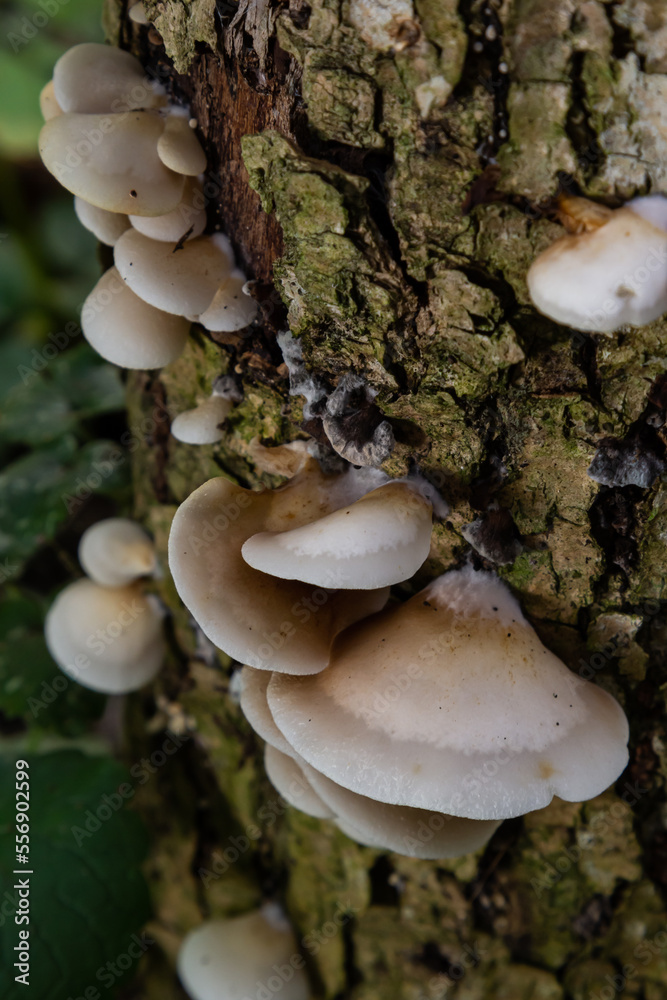 The Pale Oyster Pleurotus pulmonarius is an edible mushroom , stacked macro photo The Pale Oyster Pleurotus pulmonarius is an edible mushroom , stacked macro photo