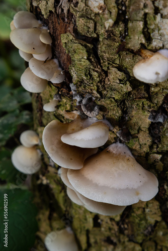 The Pale Oyster Pleurotus pulmonarius is an edible mushroom , stacked macro photo